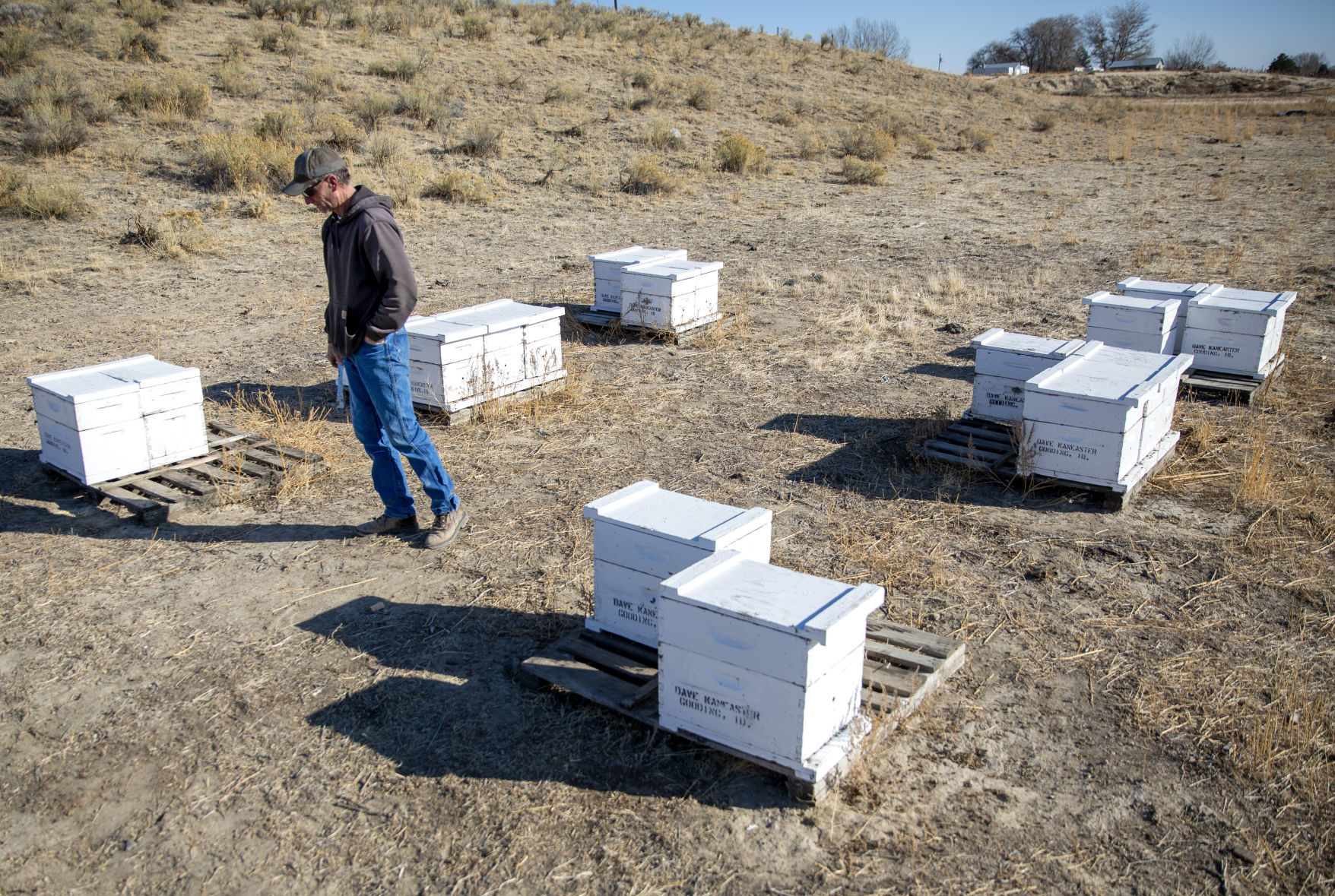 The death of bees